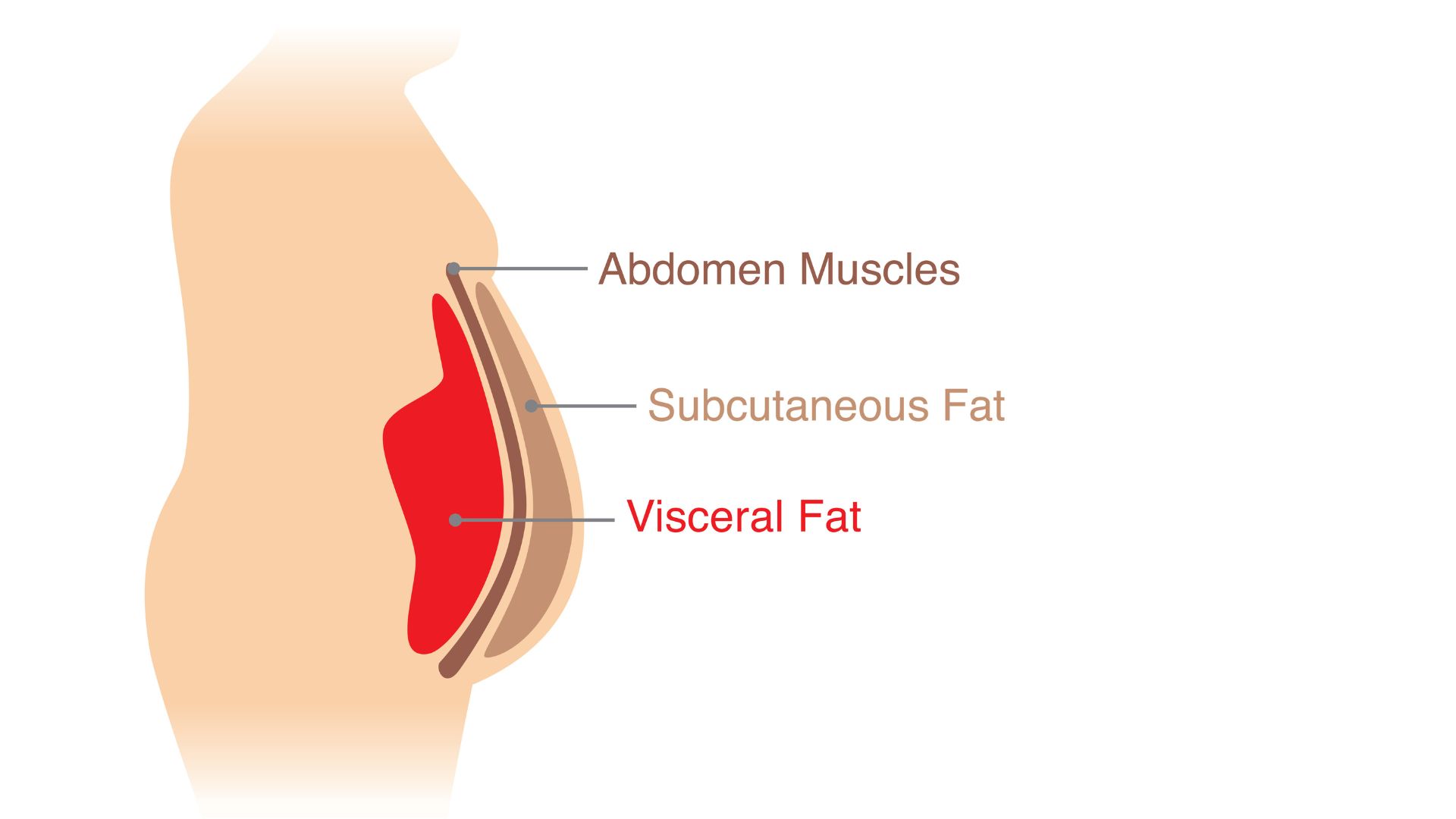 visceral fat diagram