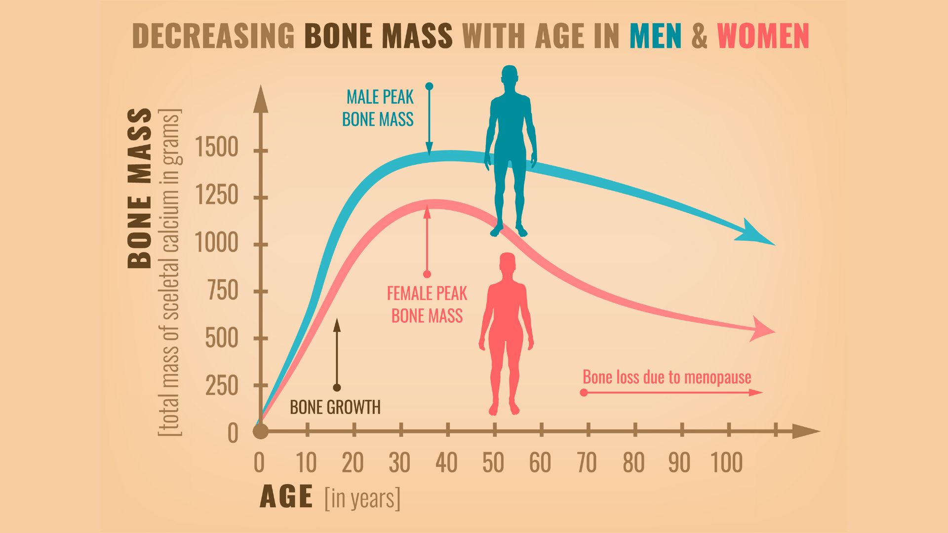 bone mass graph